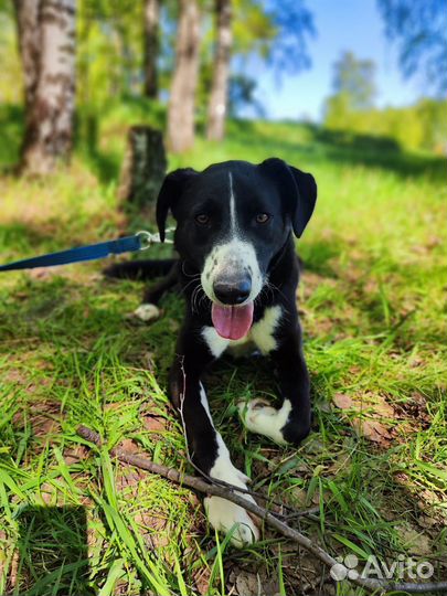 Собака в добрые руки