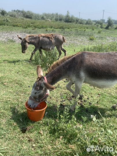 Осел,Ослы,Ослихи