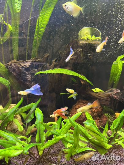 Рыбки гуппи