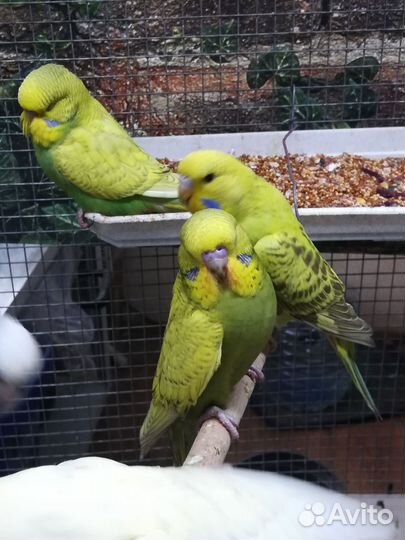 Волнистый попугай выставочный 