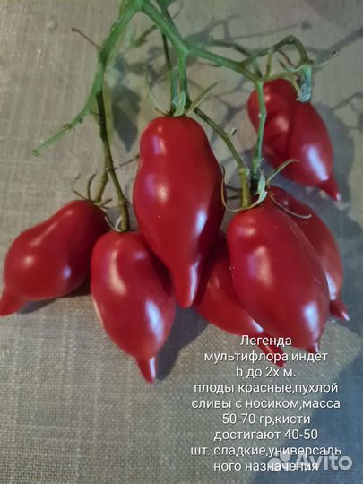 Семена коллекционных томатов
