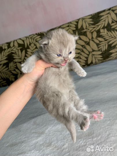 Котята британцы