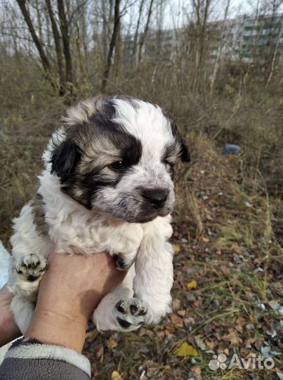 Щенок в добрые руки
