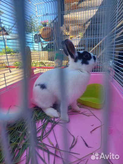 Декоративный кролик