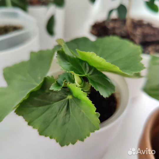 Бегония элатиор