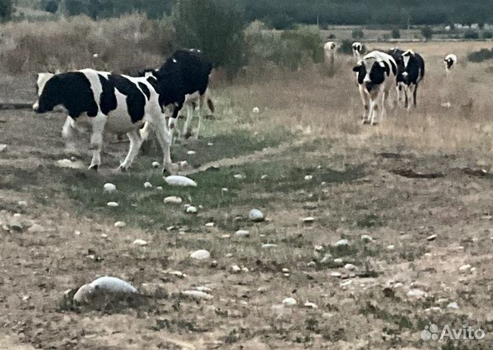 Голштинские крс