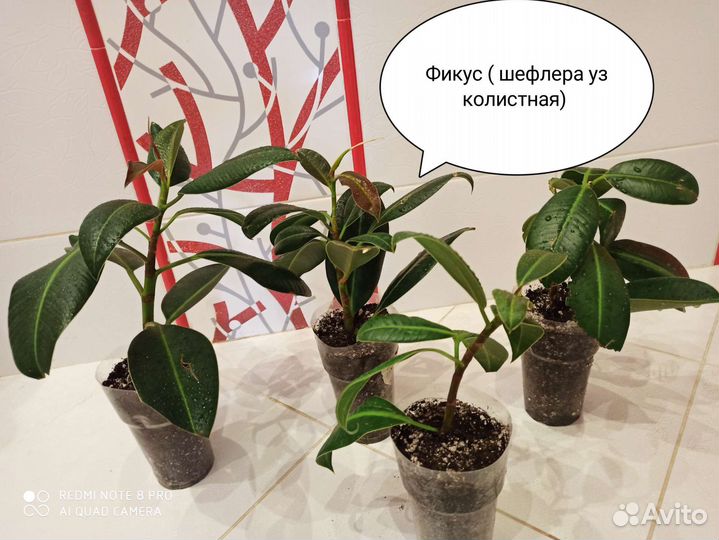 Фикус, кодиум (кротон)