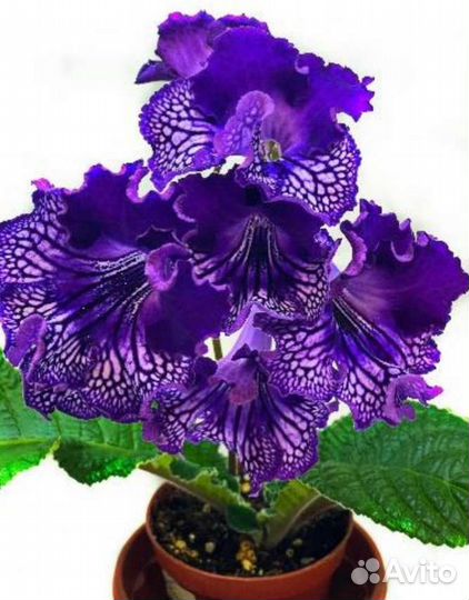 Стрептокарпусы