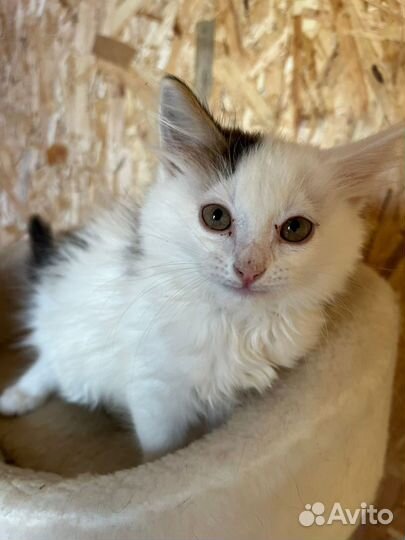 Маленький котик живет в приюте. Нужен дом