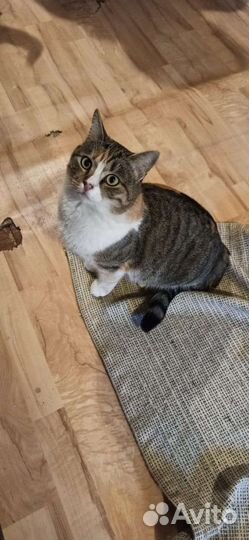 Анфиса ищет дом