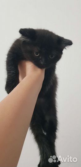 Британские котята