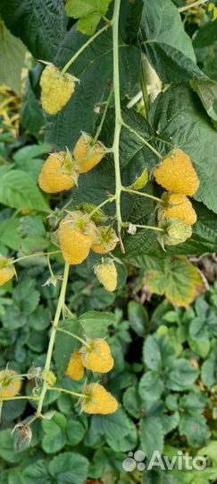 Саженцы малины