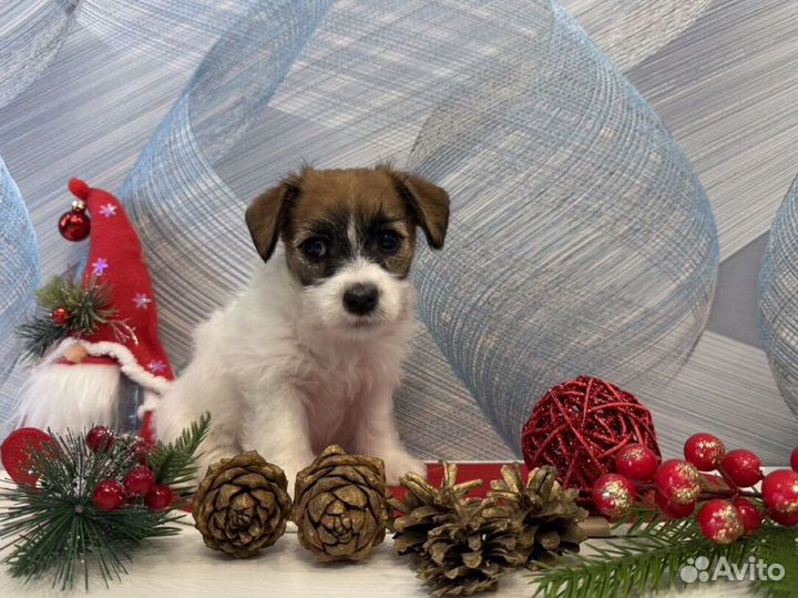 Щенки джек рассел терьер