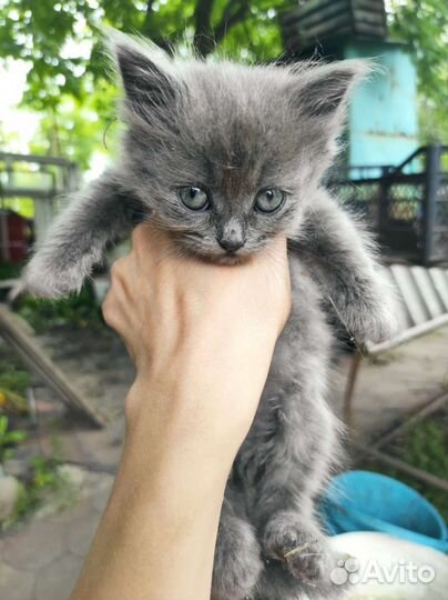 Котята в добрые руки мышеловы