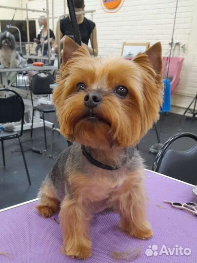 Стрижка собак, груминг, вычес