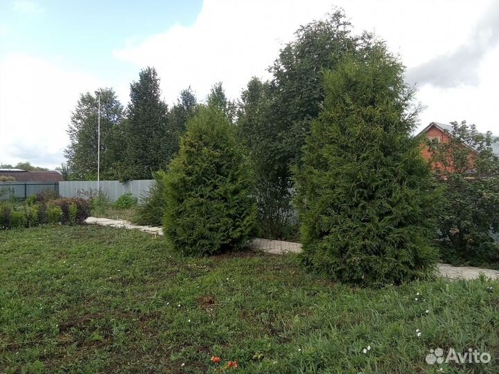 Туя брабант