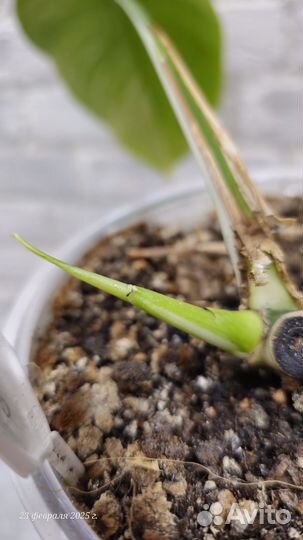 Монстера альба луна