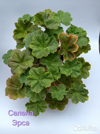 Пеларгонии сортовые