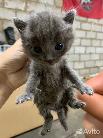 Отдам бесплатно котят