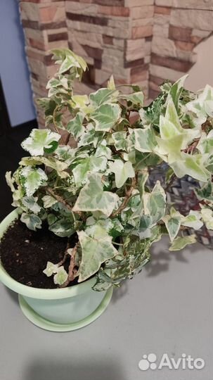 Хедера хеликс плющ