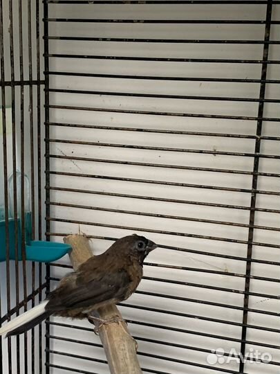 Японская амадина