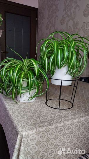 Хлорофитум кудрявый Бонни