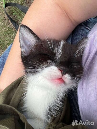 Котëнок в добрые руки