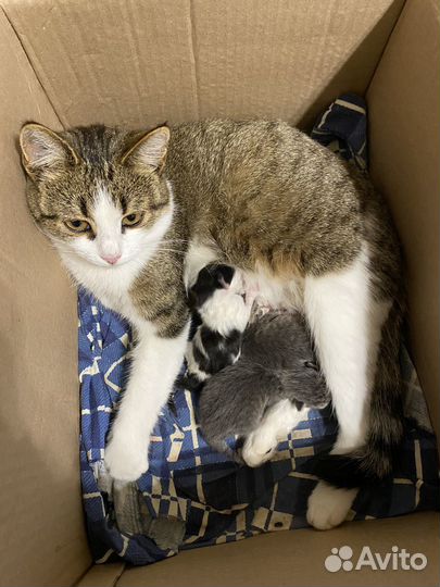 Котята в добрые руки бесплатно