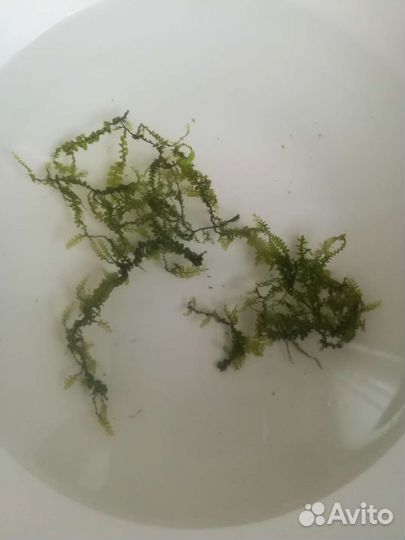 Аквариумное растение