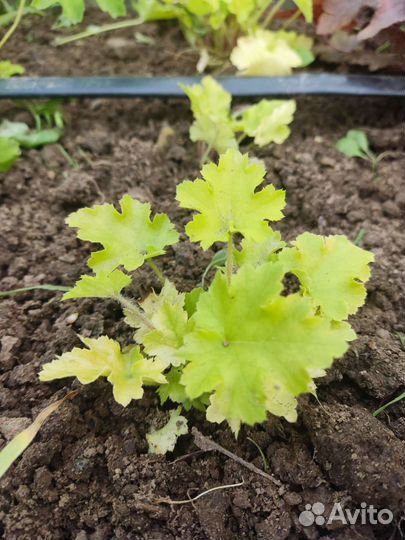 Растения гейхера