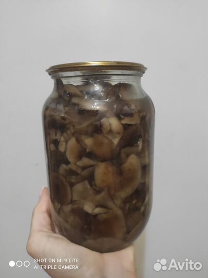 Грибы опята маринованные