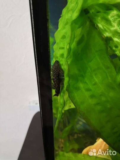 Сомики анциструсы