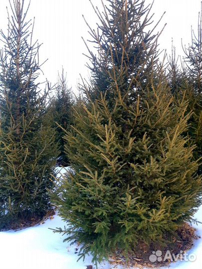 Саженцы Ели Сибирской 1,5-3,0 m