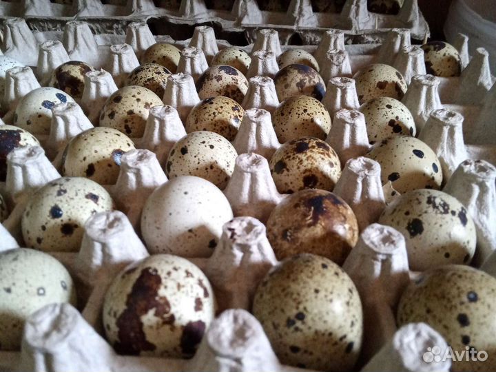 Перепела инкубационное яйцо