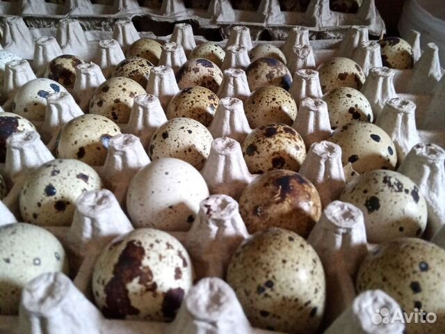Перепела инкубационное яйцо