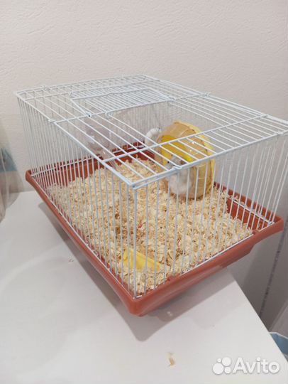 Джунгарский хомяк