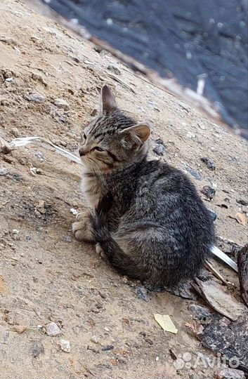 Котята ищут хозяев