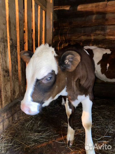 Телка и два телёнка