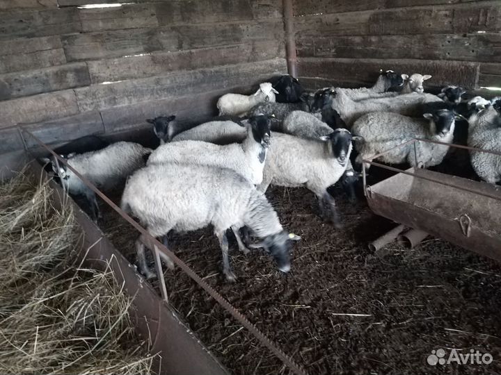 Романовские овцы