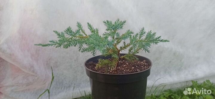 Можжевельник