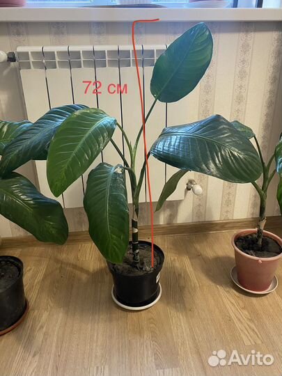 Диффенбахия Комнатные цветы Отросток