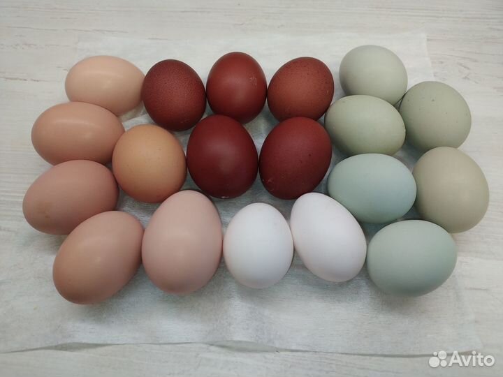 Инкубационное яйцо, цыплята под заказ