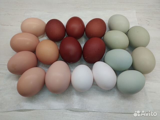 Инкубационное яйцо, цыплята под заказ