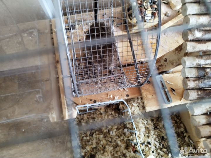 Чилийская белка дегу с клеткой