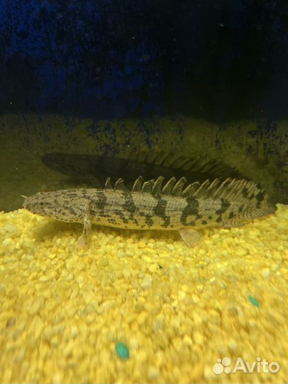 Полиптерус Эндлихера,Метиннис,сапфировый попугай