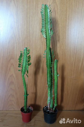 Молочай трехгранный. Эуфорбия тригона