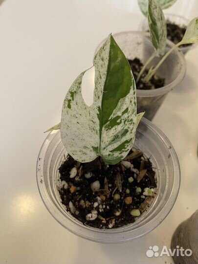 Эпипремнум пиннатум вайт марбл