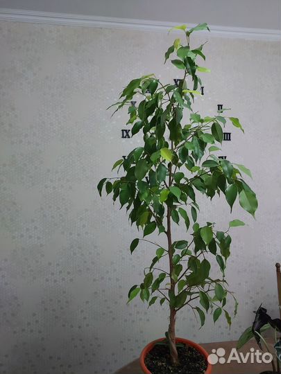 Фикус бенджамина большой