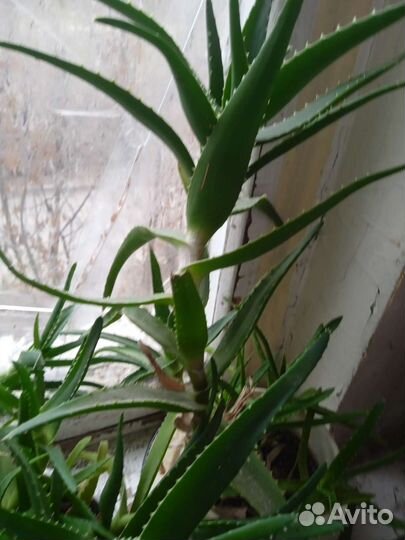 Алоэ, каланхоэ