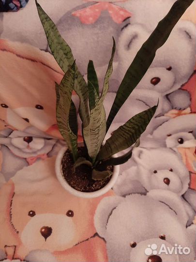 Сансевиерия